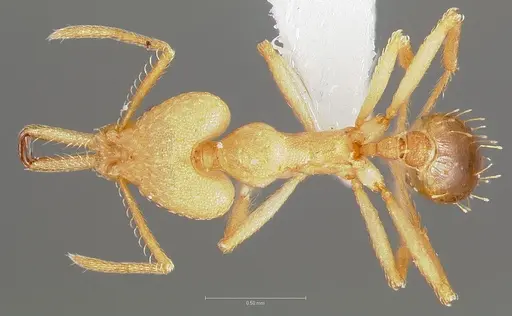 Strumigenys ampyx specimen CASENT0005484 image casent0005484_1