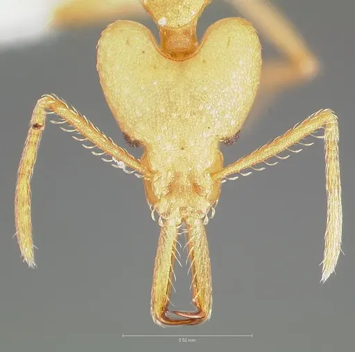 Strumigenys ampyx specimen CASENT0005484 image casent0005484_2