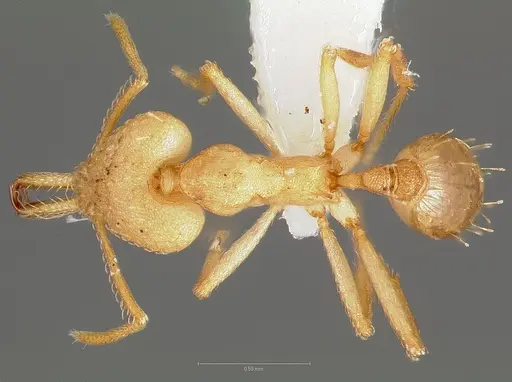 Strumigenys ampyx specimen CASENT0005485 image casent0005485_1