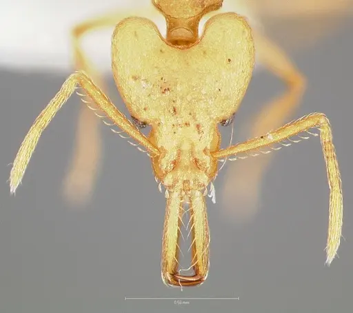 Strumigenys ampyx specimen CASENT0005485 image casent0005485_2