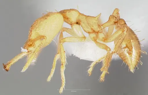Strumigenys ampyx specimen CASENT0005485 image casent0005485_3