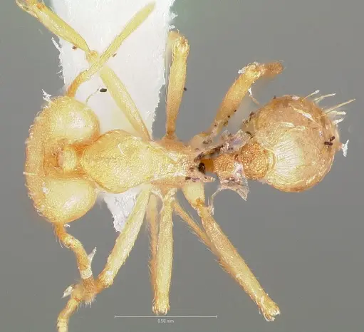 Strumigenys ampyx specimen CASENT0005486 image casent0005486_1