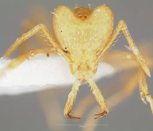 Strumigenys ampyx specimen CASENT0005486 image casent0005486_2