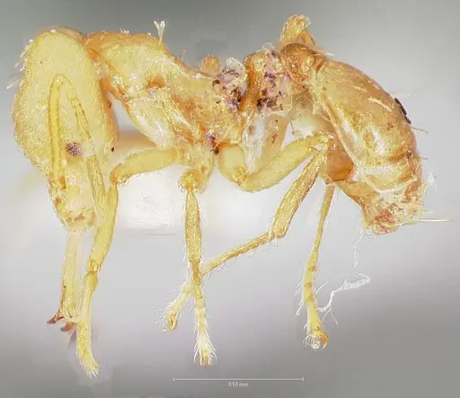 Strumigenys ampyx specimen CASENT0005486 image casent0005486_3