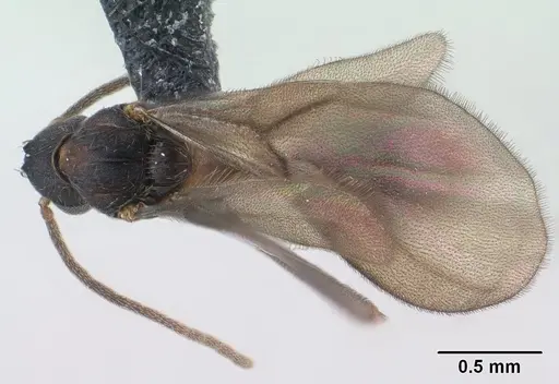 Strumigenys ampyx specimen CASENT0138590 image casent0138590_1