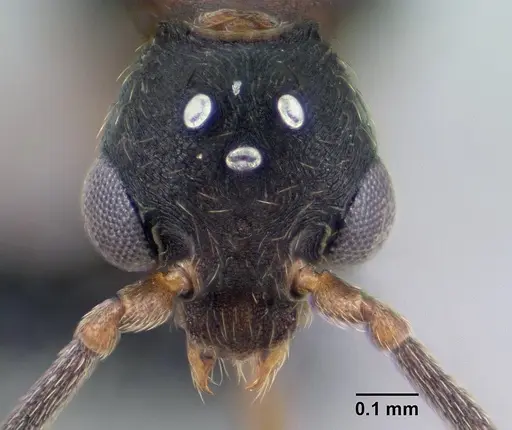 Strumigenys ampyx specimen CASENT0138590 image casent0138590_2