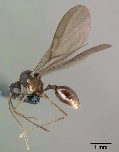 Strumigenys ampyx specimen CASENT0138590 image casent0138590_3