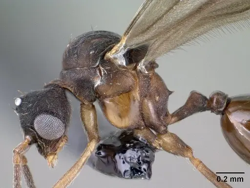 Strumigenys ampyx specimen CASENT0138590 image casent0138590_4