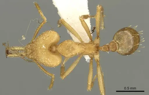 Strumigenys ampyx specimen CASENT0900696 image casent0900696_1