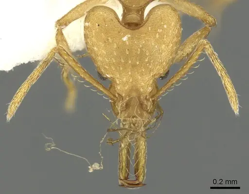 Strumigenys ampyx specimen CASENT0900696 image casent0900696_2