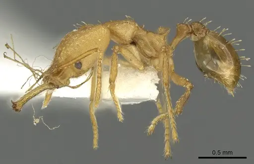 Strumigenys ampyx specimen CASENT0900696 image casent0900696_3