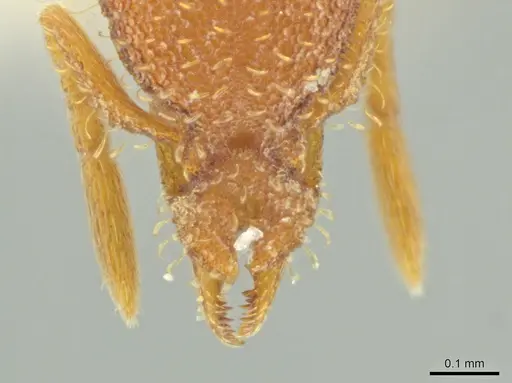 Strumigenys ananeotes specimen CASENT0645954 image casent0645954_1