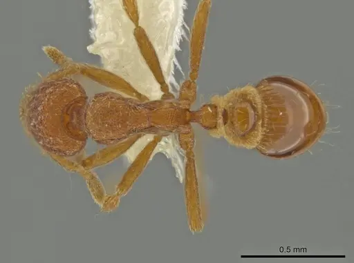 Strumigenys ananeotes specimen CASENT0645955 image casent0645955_1