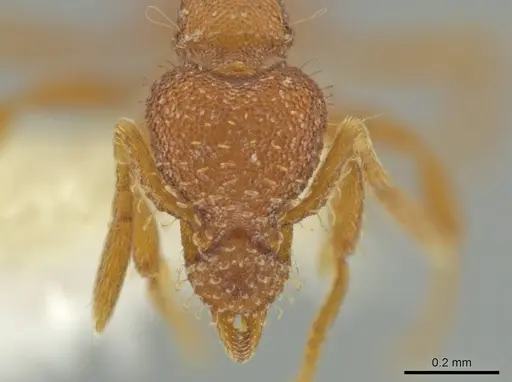 Strumigenys ananeotes specimen CASENT0645955 image casent0645955_2