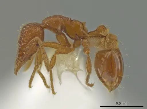 Strumigenys ananeotes specimen CASENT0645955 image casent0645955_3
