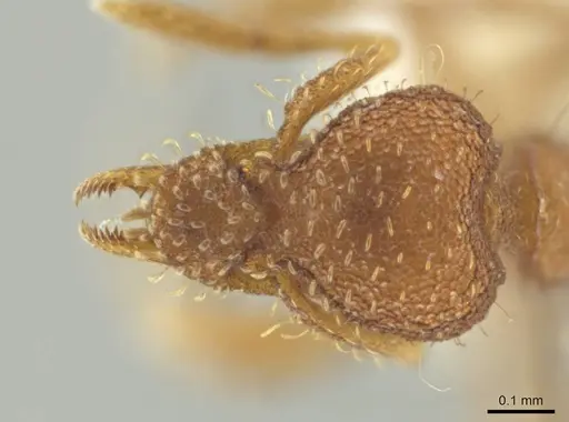 Strumigenys ananeotes specimen CASENT0645965 image casent0645965_1