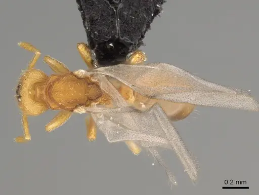 Strumigenys ananeotes specimen CASENT0799941 image casent0799941_1