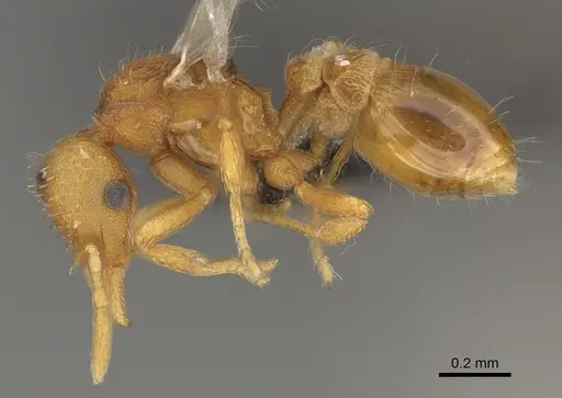 Strumigenys ananeotes specimen CASENT0799941 image casent0799941_3