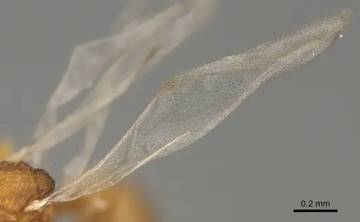 Strumigenys ananeotes specimen CASENT0799941 image casent0799941_4