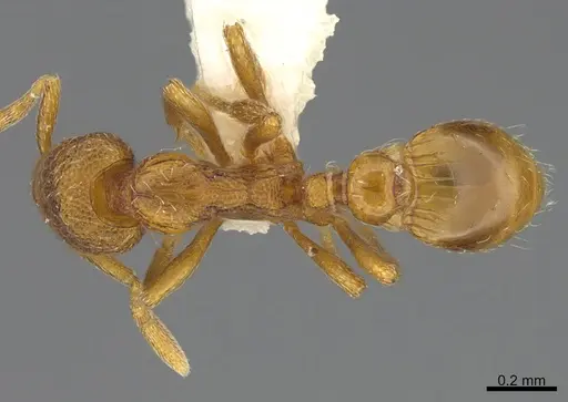 Strumigenys anarta specimen CASENT0845095 image casent0845095_1