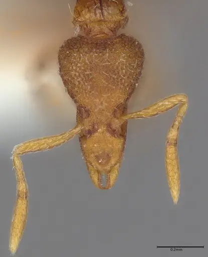 Strumigenys anarta specimen CASENT0845096 image casent0845096_1