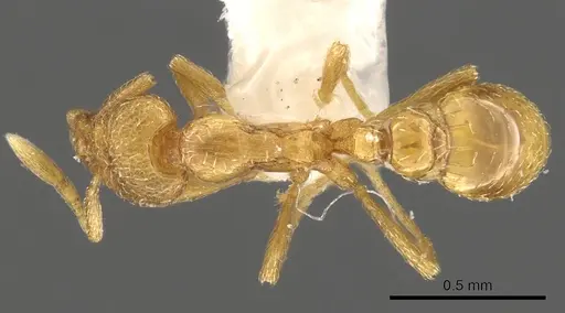 Strumigenys anarta specimen CASENT0900099 image casent0900099_1