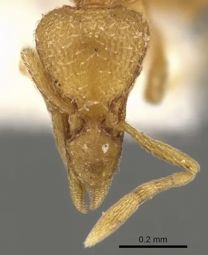 Strumigenys anarta specimen CASENT0900099 image casent0900099_2