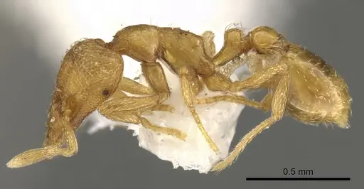 Strumigenys anarta specimen CASENT0900099 image casent0900099_3