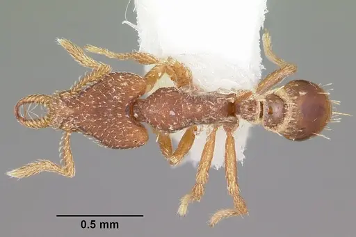Strumigenys anchiplex specimen CASENT0102670 image casent0102670_1