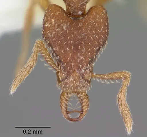 Strumigenys anchiplex specimen CASENT0102670 image casent0102670_2