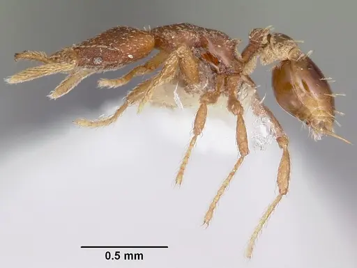 Strumigenys anchiplex specimen CASENT0102670 image casent0102670_3