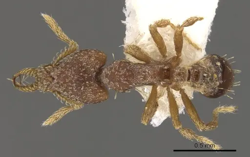 Strumigenys anchiplex specimen CASENT0900764 image casent0900764_1