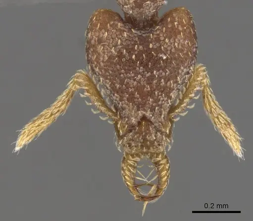 Strumigenys anchiplex specimen CASENT0900764 image casent0900764_2