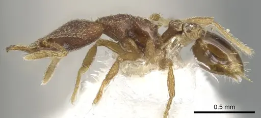 Strumigenys anchiplex specimen CASENT0900764 image casent0900764_3