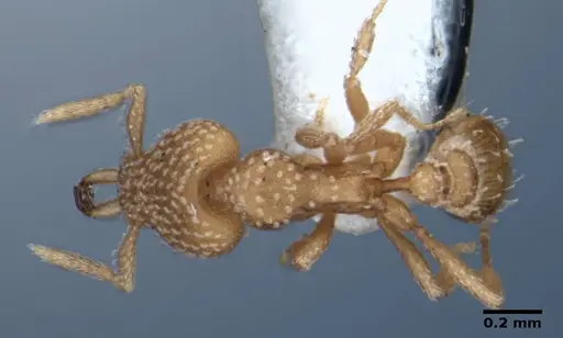 Strumigenys anchis specimen ANIC32-002188 image anic32-002188_1
