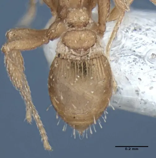 Strumigenys anchis specimen ANIC32-002188 image anic32-002188_2