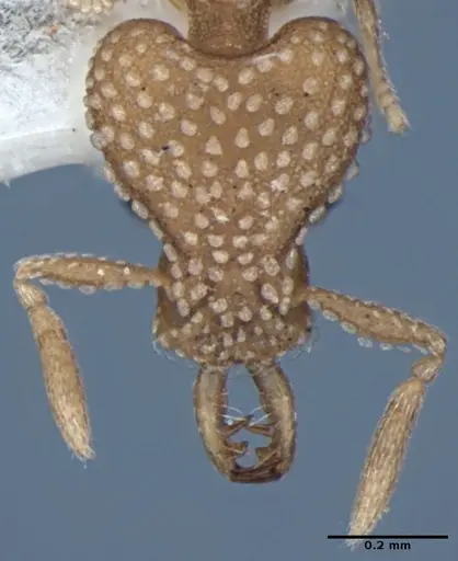 Strumigenys anchis specimen ANIC32-002188 image anic32-002188_3