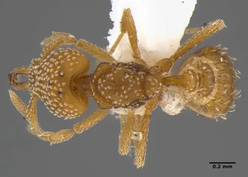 Strumigenys anchis specimen ANTWEB1032121 image antweb1032121_1