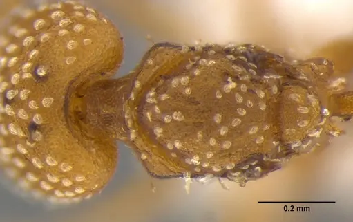 Strumigenys anchis specimen ANTWEB1032121 image antweb1032121_2