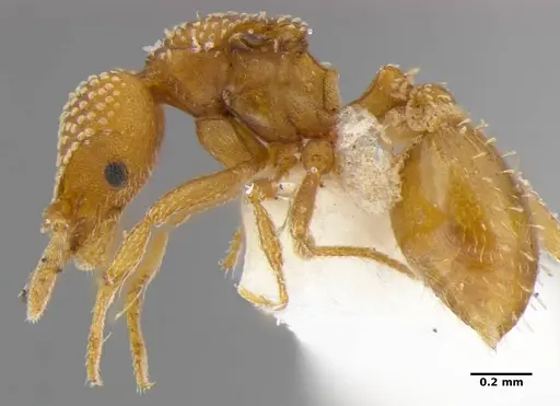 Strumigenys anchis specimen ANTWEB1032121 image antweb1032121_4