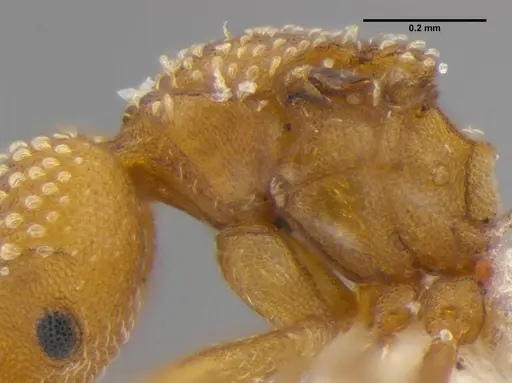Strumigenys anchis specimen ANTWEB1032121 image antweb1032121_5