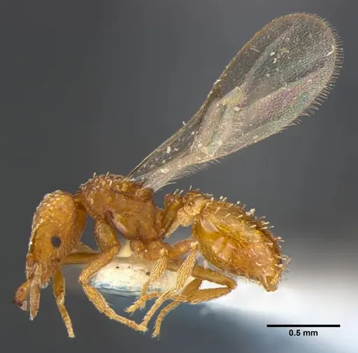 Strumigenys anchis specimen ANTWEB1032125 image antweb1032125_2