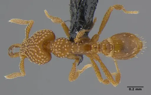 Strumigenys anchis specimen ANTWEB1032143 image antweb1032143_1