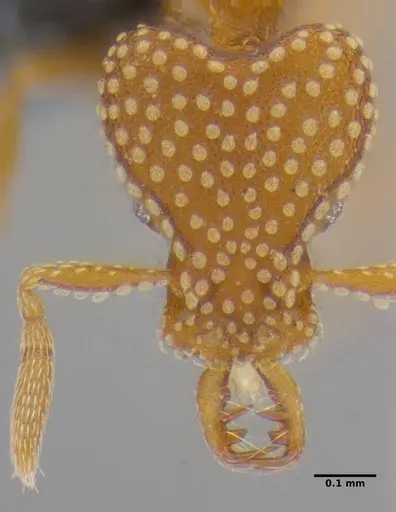 Strumigenys anchis specimen ANTWEB1032143 image antweb1032143_2