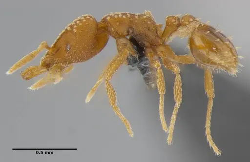 Strumigenys anchis specimen ANTWEB1032143 image antweb1032143_3