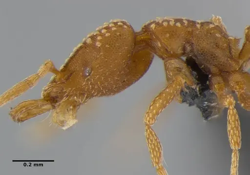 Strumigenys anchis specimen ANTWEB1032143 image antweb1032143_4