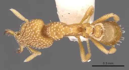 Strumigenys anchis specimen CASENT0900916 image casent0900916_1