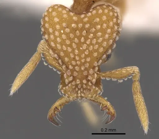 Strumigenys anchis specimen CASENT0900916 image casent0900916_2