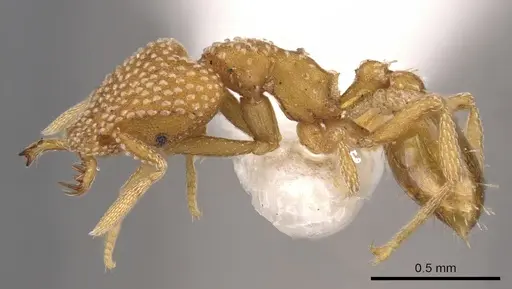 Strumigenys anchis specimen CASENT0900916 image casent0900916_3