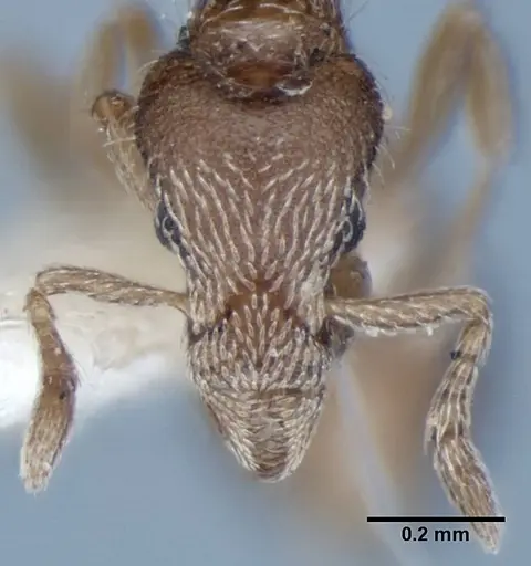 Strumigenys anderseni specimen ANIC32-002097 image anic32-002097_3